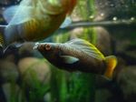 Nuotrauka Akvariumas Žuvys Sailfin Molly (Poecilia velifera), rudas