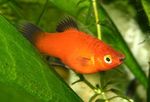 Papageienplaty Photo and care