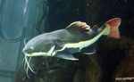Red-tailed Catfish