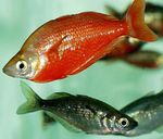 წითელი Rainbowfish
