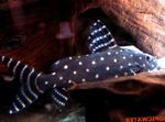 Synodontis Angelicus Silure