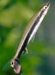 fotografija Akvarijske Ribice Diptail Pencilfish (Nannostomus eques, Poecilobrycon eques), črtasto