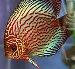 φωτογραφία τα ψάρια ενυδρείου Κόκκινο Δισκοβολία (Symphysodon discus), Ριγέ