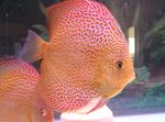 φωτογραφία τα ψάρια ενυδρείου Κόκκινο Δισκοβολία (Symphysodon discus), Στίγματα
