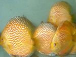 φωτογραφία τα ψάρια ενυδρείου Κόκκινο Δισκοβολία (Symphysodon discus), Κίτρινος