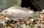 foto Aquariumvissen Kribensis, Krib (Pelvicachromis pulcher, Pelvicachromis kribensis), Wit