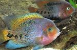 fotoğraf Akvaryum Balıkları Cichlasoma Synspilum, rengârenk