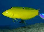 Yellow wrasse, Golden wrasse, Canary wrasse