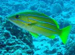 სურათი აკვარიუმის თევზი Bluestripe Snapper (Lutjanus kasmira), ყვითელი