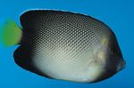 fotoğraf Akvaryum Balıkları Apolemichthys Xanthotis (Apolemichthys xanthotis, Holacanthus xanthurum), benekli