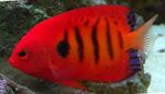 Fil Akvariefiskar Flamma Angelfish (Centropyge loricula), Randig