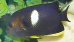 Tibicen Angelfish, Nyckelhål Ängelfisk