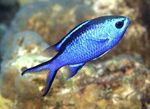 სურათი აკვარიუმის თევზი Chromis, ლურჯი