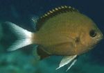 სურათი აკვარიუმის თევზი Chromis, ყავისფერი