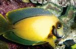 Foto Akvārija Zivis Mīmikas Citrona Miziņu Piegarša (Acanthurus pyroferus), dzeltens