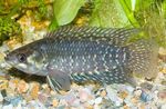 Ctenopoma fasciolatum Freshwater Fish  Photo