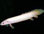 fotoğraf Akvaryum Balıkları Cuvier Bichir (Polypterus senegalus), beyaz