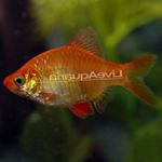 foto Aquariumvissen Sumatraan (Barbus tetrazona. Puntius tetrazona), Rood