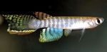 Фото Аквариумные Рыбки Афиолебиас (Aphyolebias), полосатый