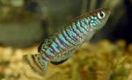 Photo Aquarium Fish Nothobranchius, Striped