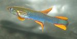 zdjęcie Ryby Akwariowe Aphyosemion (Aphyosemion. Scriptaphyosemion), Niebieski