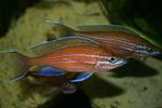 სურათი აკვარიუმის თევზი Paracyprichromis, წითელი
