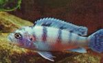 Foto Akvārija Zivis Pseudotropheus Lombardoi, gaiši zils