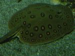 Nuotrauka Akvariumas Žuvys Ocellate Upės Stingray (Potamotrygon motoro), taškuotas