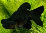 φωτογραφία τα ψάρια ενυδρείου Χρυσόψαρο (Carassius auratus), Μαύρος