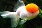 Goldfish სურათი და ზრუნვა