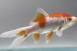 Photo Goldfish (Carassius auratus), Spotted