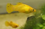 снимка Аквариумни Риби Женствен Мъж (Poecilia sphenops), Жълт