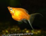 Photo Aquarium Fish Molly (Poecilia sphenops), Gold