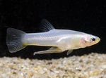 Girardinus მტკნარი თევზი  სურათი