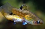 Photo Aquarium Fish Phallichthys, Gold