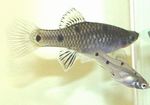 фотографија Акваријумске Рибице Пхаллицхтхис (Phallichthys), сребро