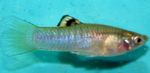 foto Peixes de Aquário Cauca-Molly (Poecilia caucana), Prata