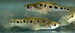 Poeciliopsis sladkovodné ryby  fotografie
