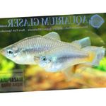 Photo Aquarium Fish Priapella, Silver
