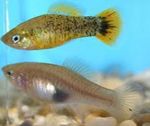 Photo Aquarium Fish Xiphophorus evelynae, Spotted