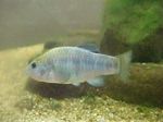 Photo Aquarium Fish Cyprinodon, Light Blue