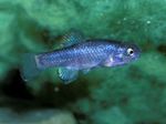 სურათი აკვარიუმის თევზი Cyprinodon, ლურჯი