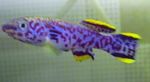 Фото Аквариумные Рыбки Фундулопанакс (Fundulopanchax), фиолетовый