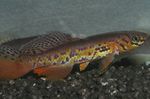 照 观赏鱼 Fundulopanchax, 褐色