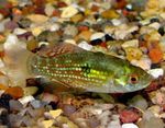 фотографија Акваријумске Рибице Јорданелла Флоридае (Jordanella floridae), зелена