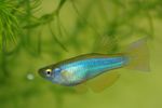 Blue-Green Procatopus Photo and care