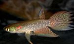 სურათი აკვარიუმის თევზი Pterolebias, მყივანი