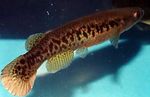 სურათი აკვარიუმის თევზი Rivulus, ყავისფერი