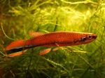 სურათი აკვარიუმის თევზი Rivulus, წითელი