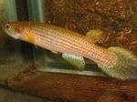 Photo Aquarium Fish Rivulus, Spotted